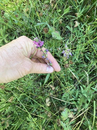 iNaturalist observation photo of Oregon Checker-mallow