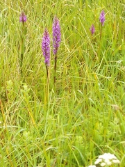 Dactylorhiza elata