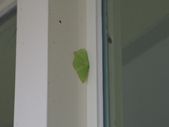 Tanaoctenia haliaria