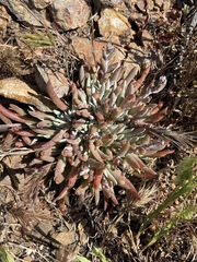 Dudleya attenuata