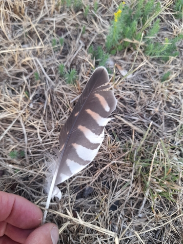 Plume de Faucon crécerelle