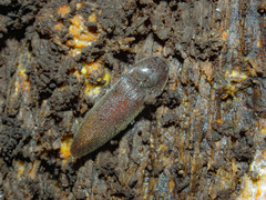 Elaterinae