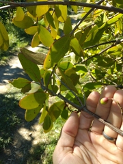 Muellerina celastroides