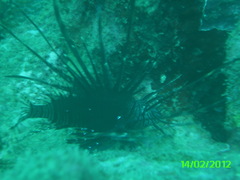 Pterois