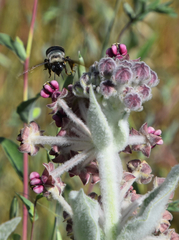 Xylocopa californica californica