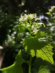 Alliaria petiolata