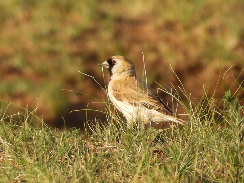 Pere David's Snowfinch (Pyrgilauda davidiana), photo 3