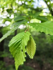 Carpinus betulus