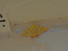 Ourapteryx sciticaudaria