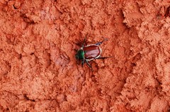 Paracotalpa granicollis