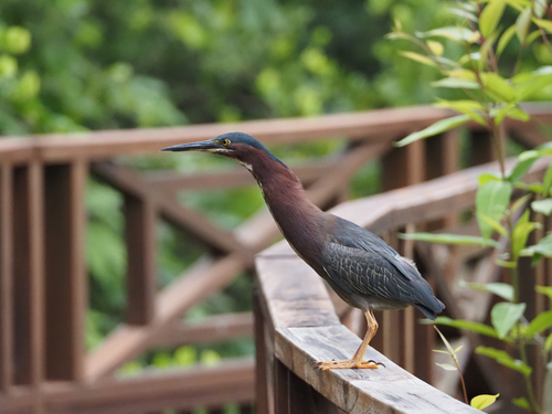 Green Heron