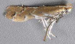 Cremastobombycia solidaginis