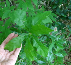 Quercus similis