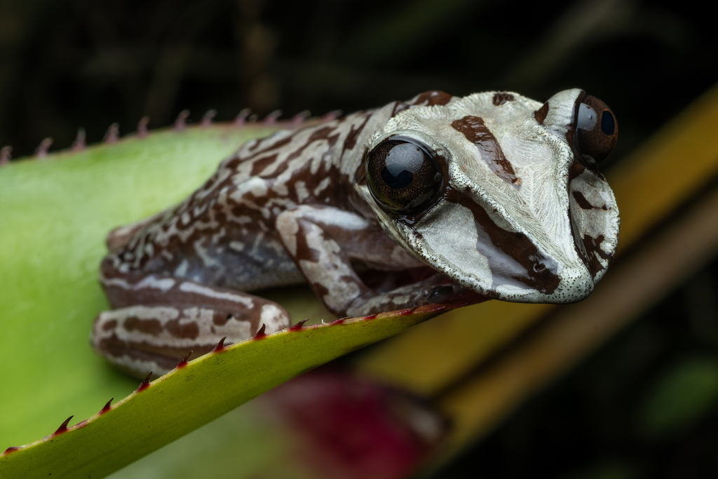 Bruno's Casque-headed Tree Frog