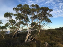 Eucalyptus pauciflora parvifructa