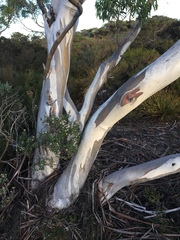 Eucalyptus pauciflora parvifructa
