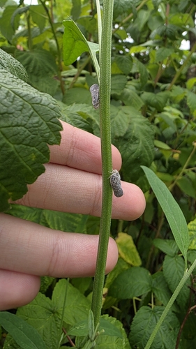 Citrus Flatid Planthopper