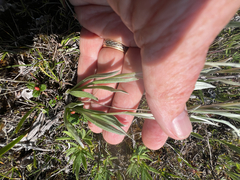 Antennaria alpina, photograph author not stated, no rights reserved