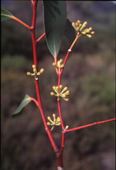 Eucalyptus pauciflora parvifructa