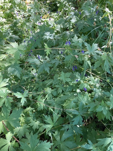 iNaturalist observation photo of Columbian Monkshood