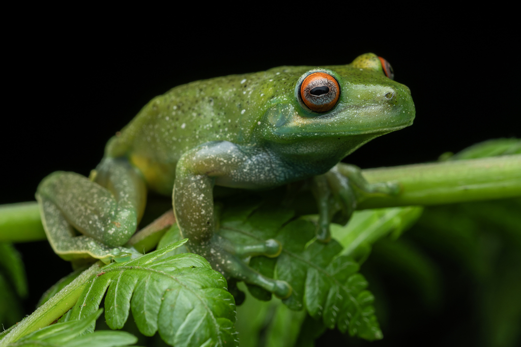 Cruz's Tree Frog