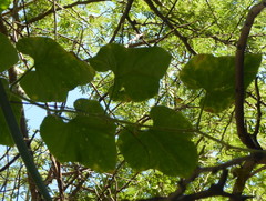 Cucumis metuliferus image