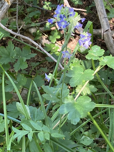 iNaturalist observation photo of western Jacob's ladder