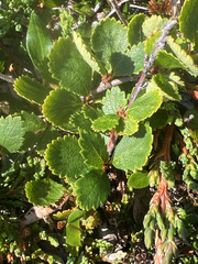 Betula michauxii