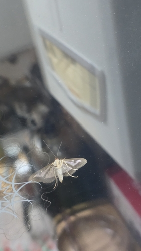 Box Tree Moth