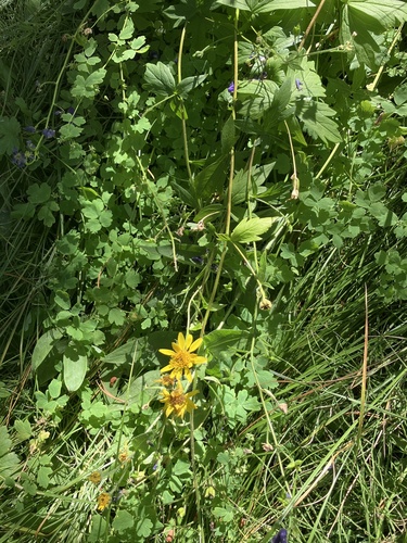 iNaturalist observation photo of Arnica