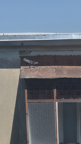 Feral Pigeon