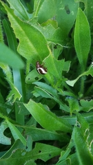 Calligrapha californica