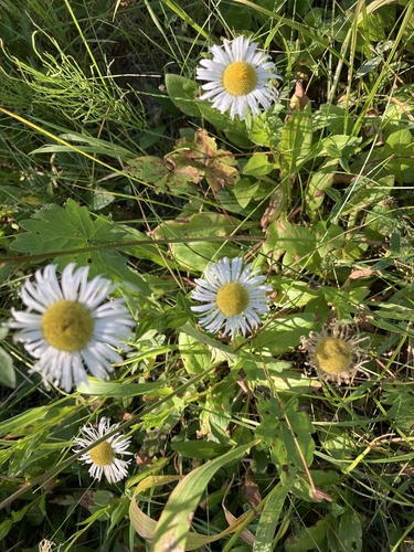 iNaturalist observation photo of Coulter's fleabane