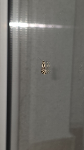 Spotted Sulphur