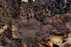 Bipalium adventitium