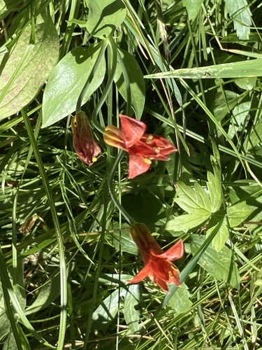 iNaturalist observation photo of Sierra Tiger Lily