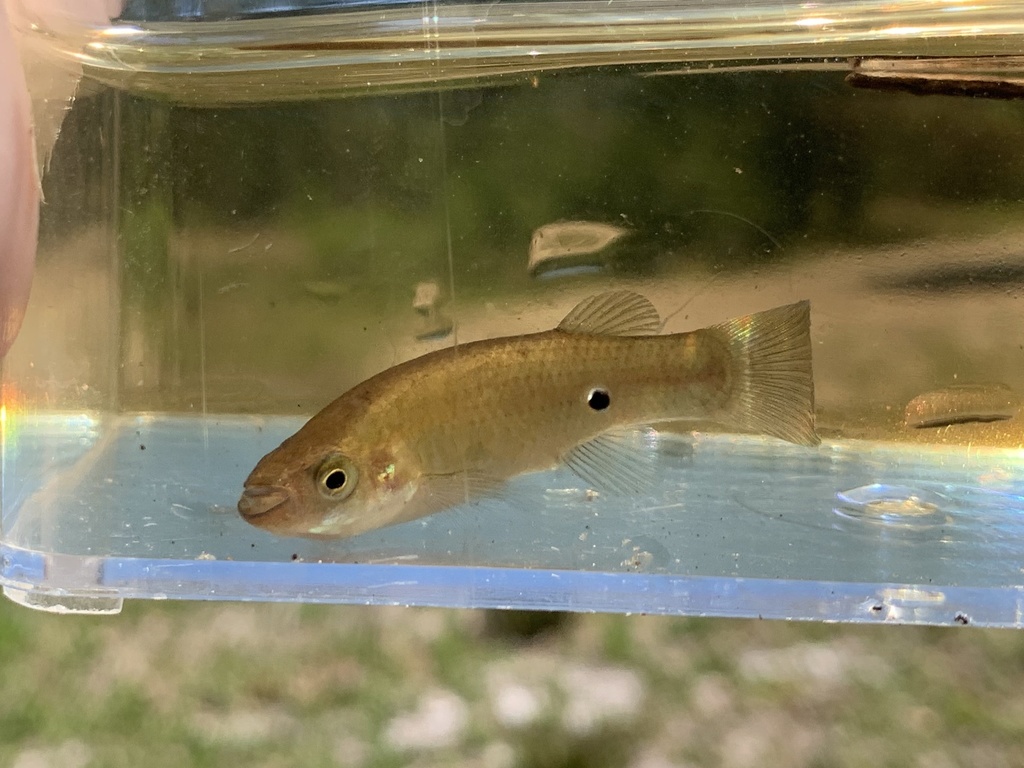 Redface Topminnow