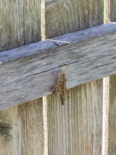 American Bird Grasshopper