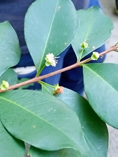 Eugenia punicifolia, 2026-07-30