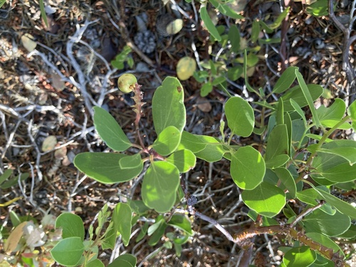 iNaturalist observation photo of greenleaf manzanita