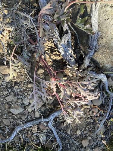 iNaturalist observation photo of Brown's Peony