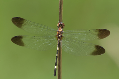 Macrothemis inequiunguis