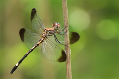 Macrothemis inequiunguis