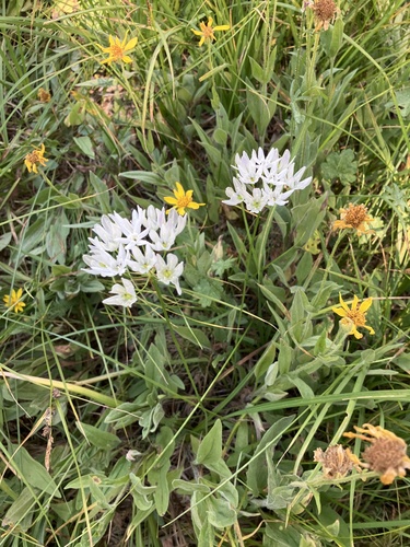 iNaturalist observation photo of white brodiaea