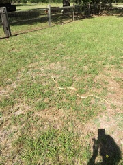 Masticophis flagellum