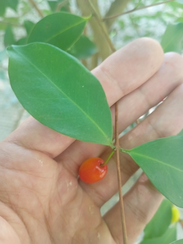 Eugenia punicifolia, 2026-07-30
