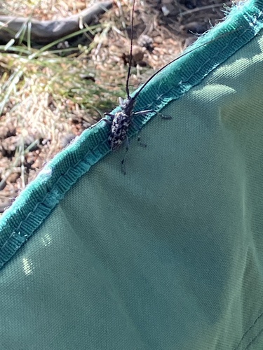 iNaturalist observation photo of Spotted Pine Sawyer