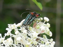 Callimus ruficollis