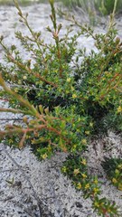 Pseudanthus orientalis