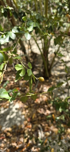 Triphasia trifolia observed 2026-07-27